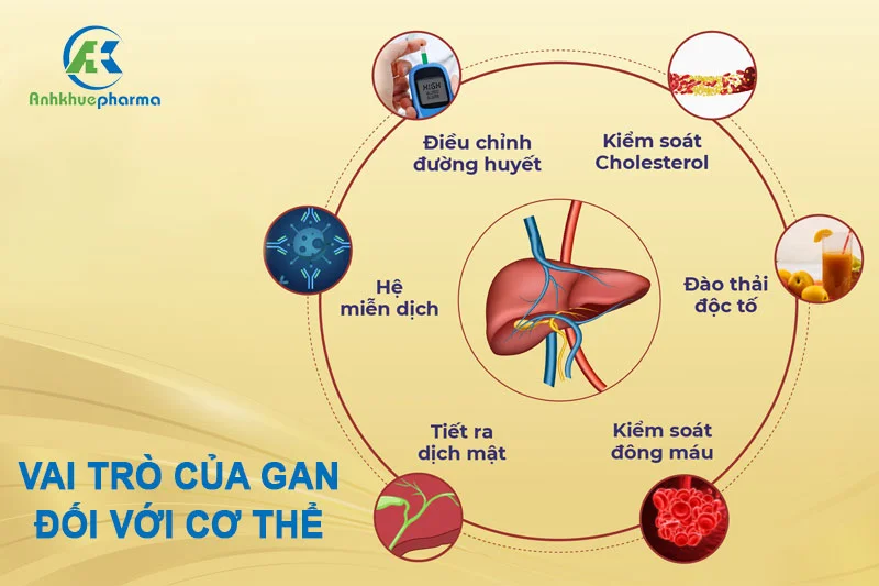 Gan là cơ quan quan trọng đóng vai trò tiêu hóa thức ăn, dự trữ năng lượng, các men, hormone quan trọng