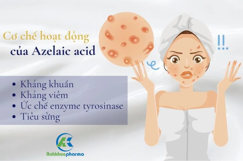 Azelaic Acid giúp tăng sừng hóa gây bít tắc các nang lông tuyến bã, tăng tiết bã nhờn, tăng sinh vi khuẩn C. acnes và viêm