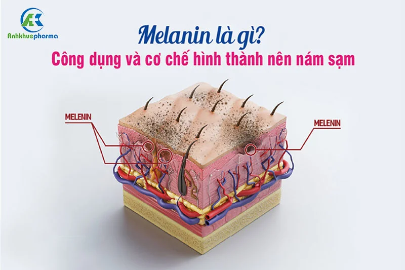 Melanin đóng vai trò quan trọng trong việc bảo vệ tác hại từ ánh nắng mặt trời