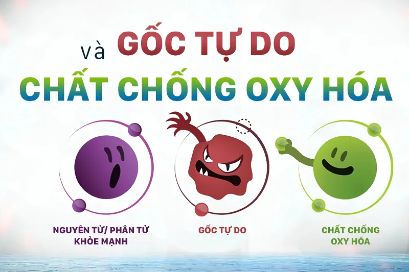 Chất chống oxy hóa sẽ bảo vệ tế bào khỏi tổn thương do gốc tự do gây ra
