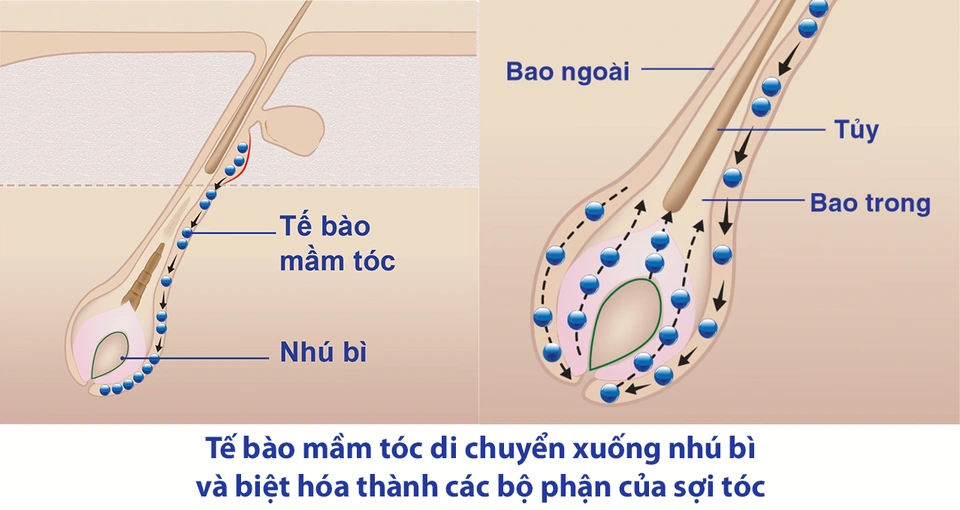 Neofollics giúp tóc mọc dày khỏe nhờ kích thích tế bào mầm tóc phát triển