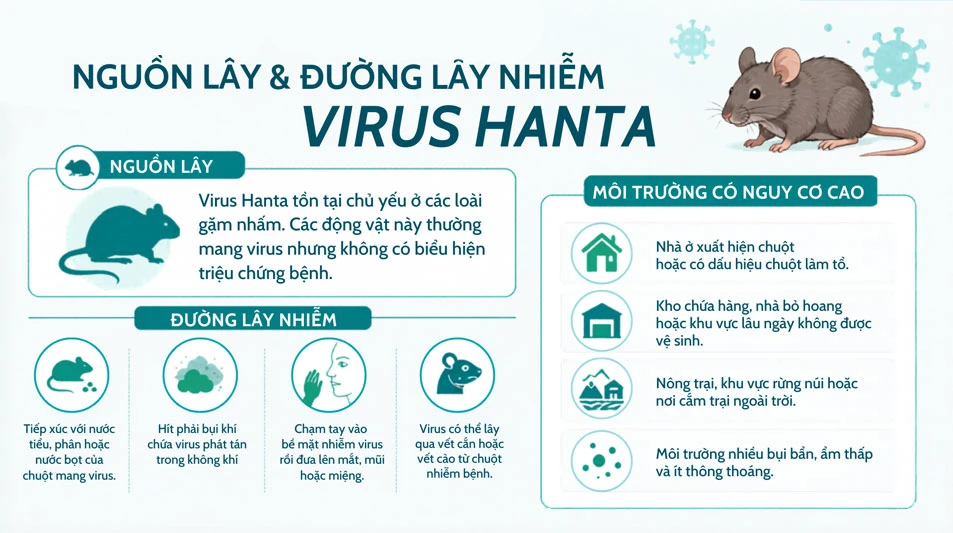 Sốt xuất huyết kèm suy thận do virus Hanta: Tuyệt đối không chủ quan Virus Hanta thường cư trú ở các loài động vật gặm nhấm, đặc biệt là chuột